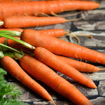 Brilliance Carrot Seeds - Vibrant Orange Sweet heirloom non-gmo seeds