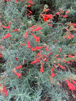 Epilobium canum California Fuchsia Seeds heirloom non-gmo seeds