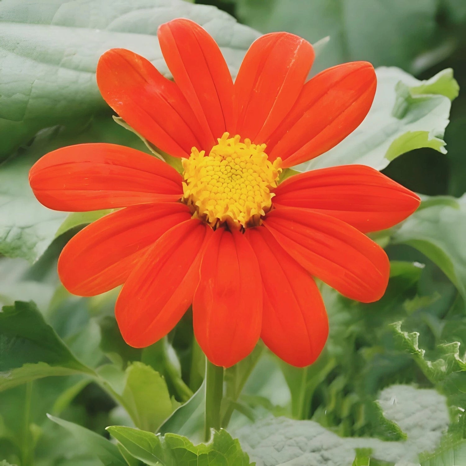 Mexican Sunflower Tithonia Seeds Helianthus annuus heirloom non-GMO seeds
