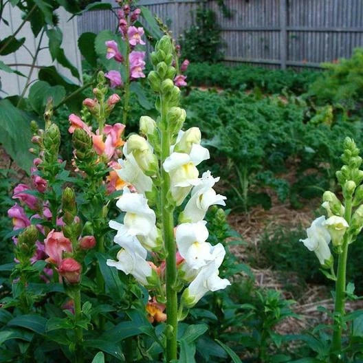 Snapdragon SNOWFLAKE Blooms Spring-Fall White up to Seeds – Heirloom, Non-GMO, High Germination Organic Garden Seeds