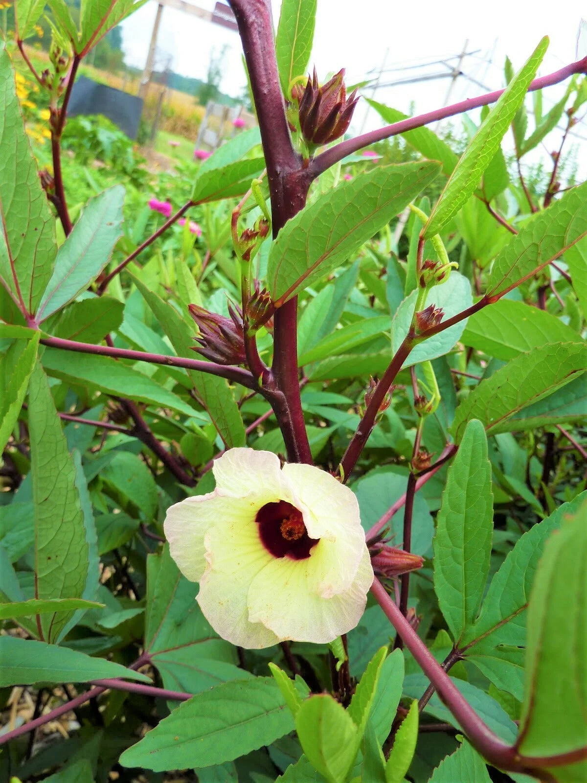 Red Hibiscus Roselle Seeds Sabdariffa Sour Leaf Sorrel Chin Baung Jamaican – Heirloom, Non-GMO, High Germination Organic Garden Seeds