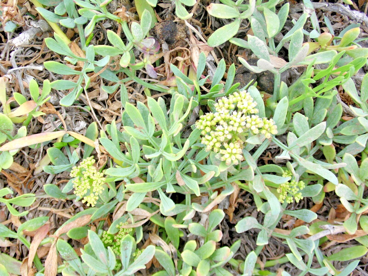 CRITHMUM MARITIMUM Seeds Rock Samphire Annual Vegetable Edible Plant – Heirloom, Non-GMO, High Germination Organic Garden Seeds