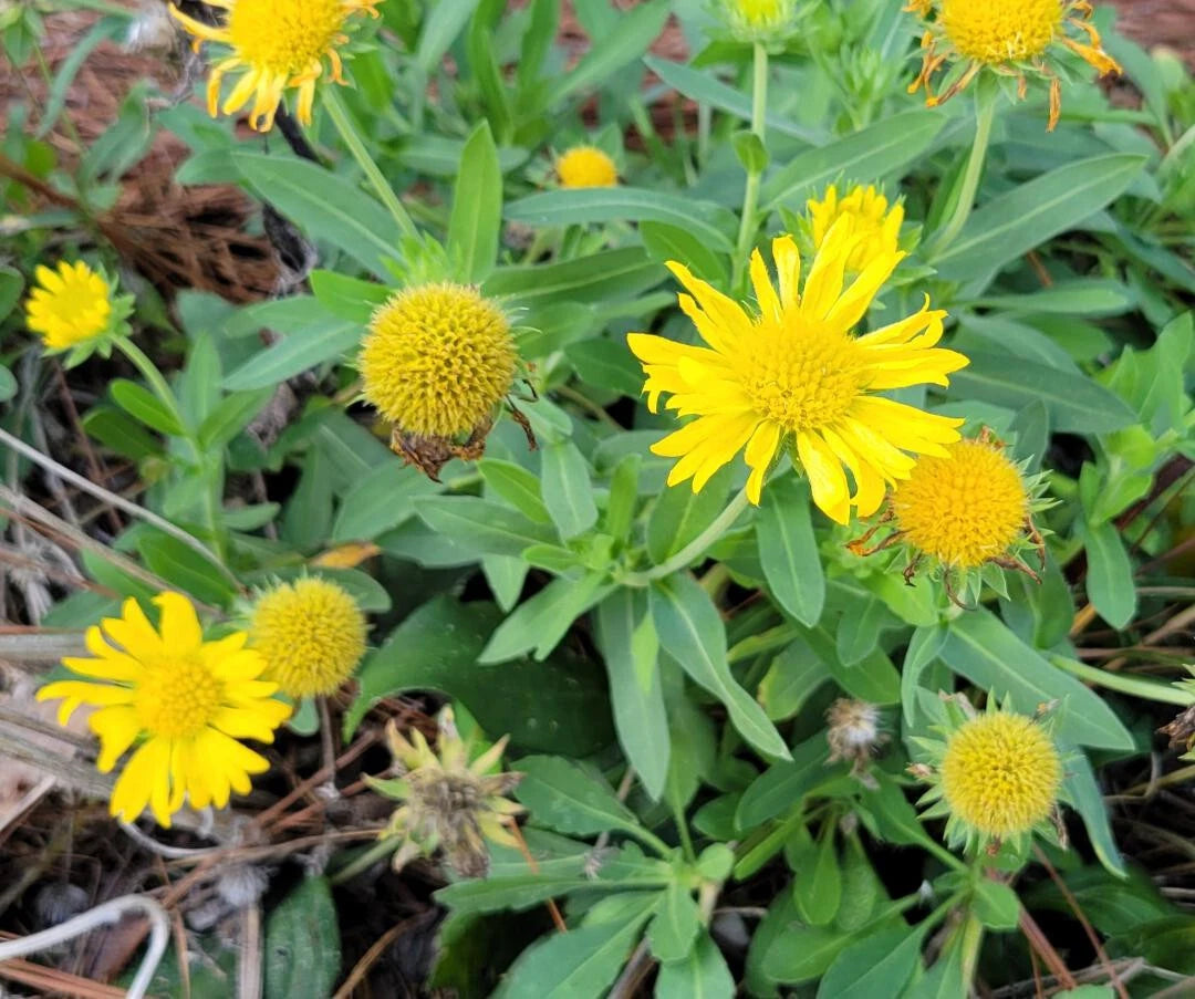 Yellow Blanket Flower Seeds Gaillardia Aristata Aurea Pura Butterfly – Heirloom, Non-GMO, High Germination Organic Garden Seeds