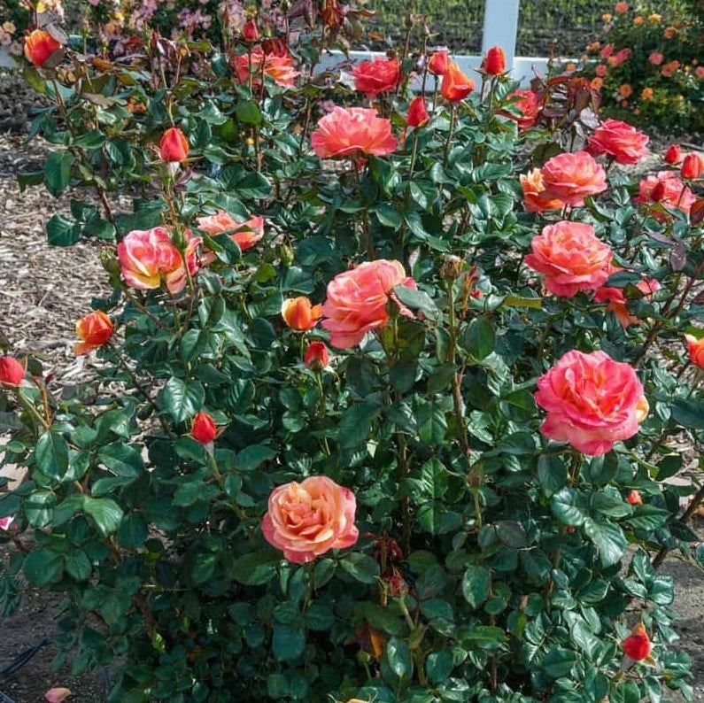 Anna s Promise Grandiflora Rose Seeds - Seeds - Rose Flower Gardening – Heirloom, Non-GMO, High Germination Organic Garden Seeds