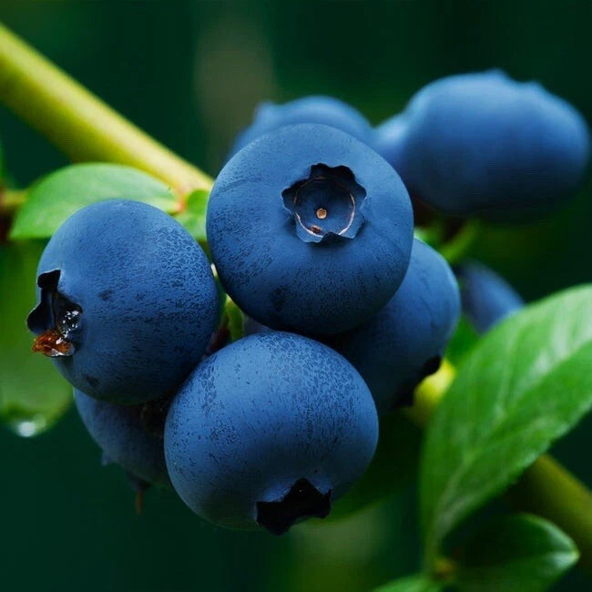 EUROPEAN BLUEBERRY SEEDS RARE AUTUMN LOW BUSH SWEET DELICIOUS – Heirloom, Non-GMO