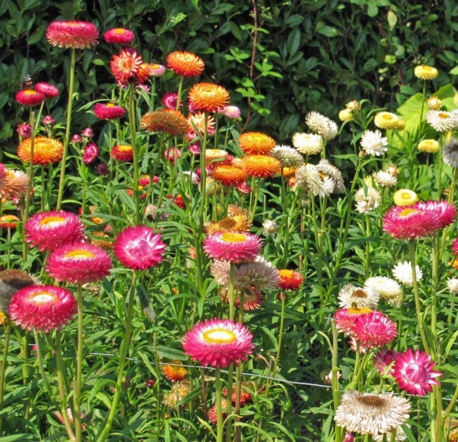Sultane Strawflower Mix Color - Seeds - Annual White Blooms Plant – Heirloom, Non-GMO, High Germination Organic Garden Seeds