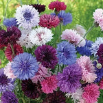 CORNFLOWER Bachelor Button Landscaper s Bulk Seeds heirloom non-GMO seeds
