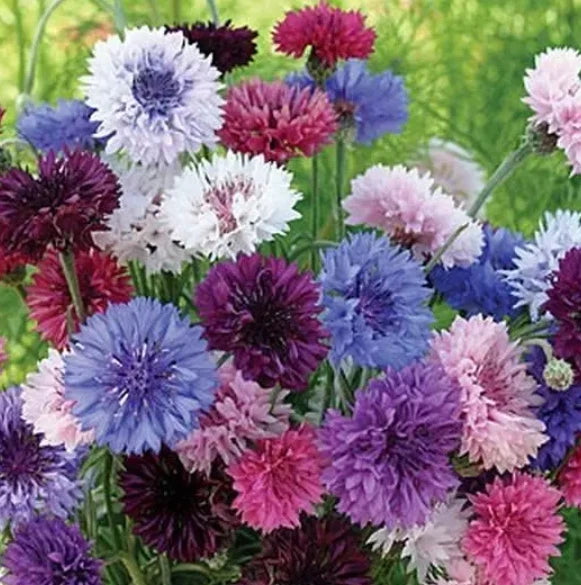 CORNFLOWER Bachelor Button Landscaper s Bulk Seeds heirloom non-GMO seeds