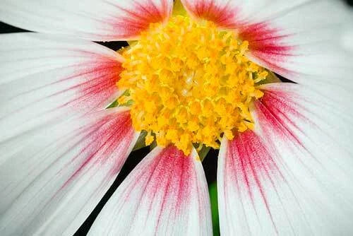 Dahlia campanulata Weeping Tree Dahlia Seeds – Heirloom, Non-GMO, High Germination Organic Garden Seeds