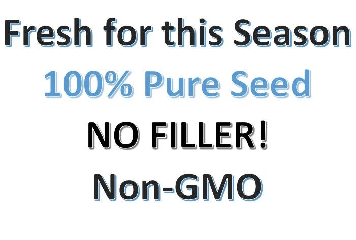 Baby s Breath PERENNIAL Classic Cut Flowers Pollinators Seeds – Heirloom, Non-GMO, High Germination Organic Garden Seeds