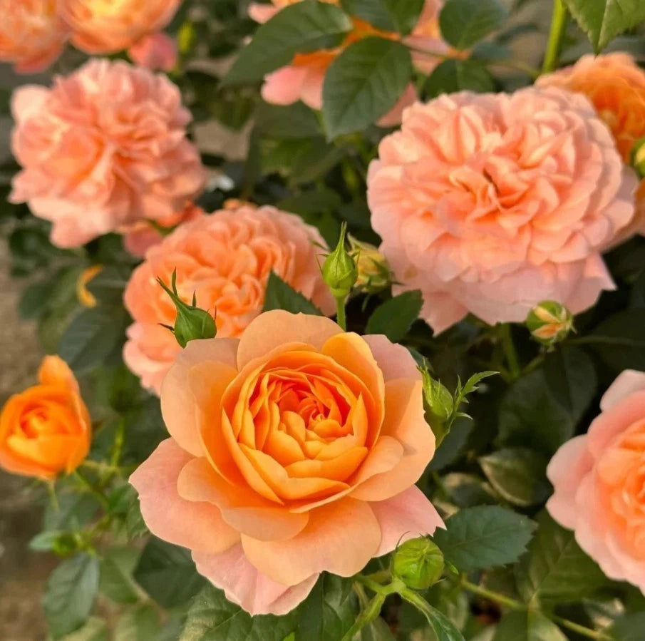 Juicy Terrazza Rose Seeds - Seeds - Rose Flower Gardening heirloom non-GMO seeds