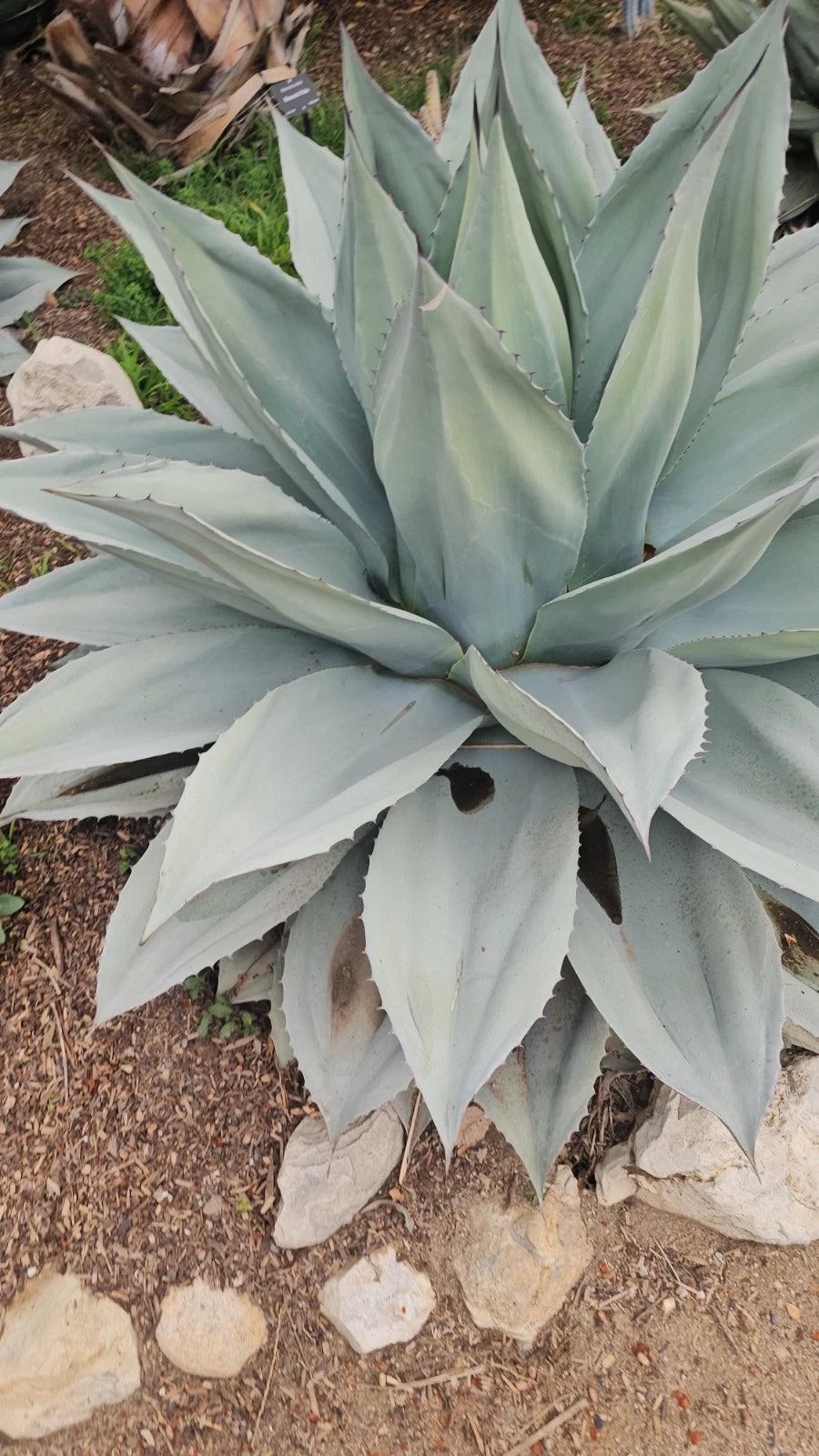 Agave Ovatifolia Seeds Whales tongue agave Cold Hardy – Heirloom, Non-GMO, High Germination Organic Garden Seeds