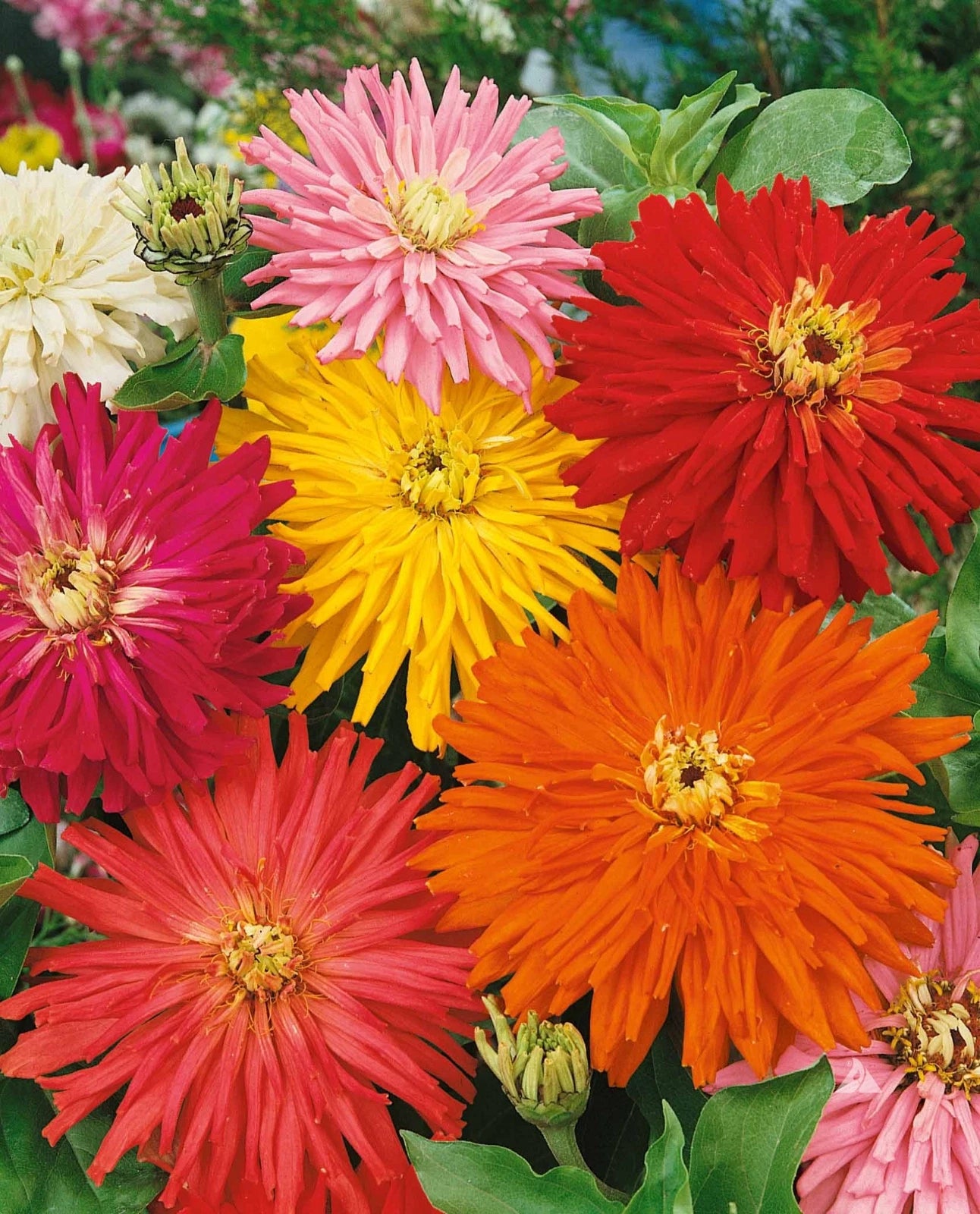 CACTUS FLOWERED ZINNIA MIX -- HEAT DROUGHT TOLERANT Zinnia elegans heirloom non-gmo seeds