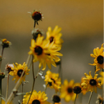 Sunflower Wild Annual seeds - Flower Helianthus annuus - Vibrant and Helianthus annuus heirloom non-gmo seeds