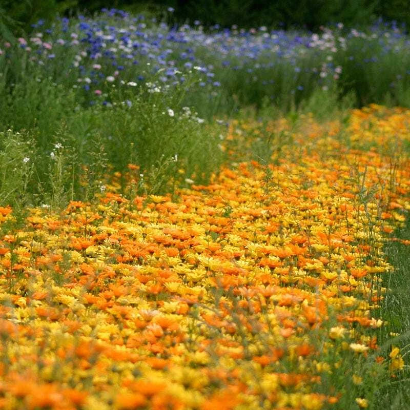 Daisy AFRICAN DWARF ORANGE Drought Tolerant Meadow Seeds – Heirloom, Non-GMO, High Germination Organic Garden Seeds