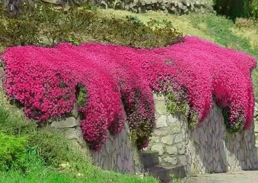 Red Creeping Thyme Seeds Groundcover heirloom non-GMO seeds