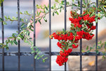 Pyracantha Berries Firethorn - Seeds – Heirloom, Non-GMO