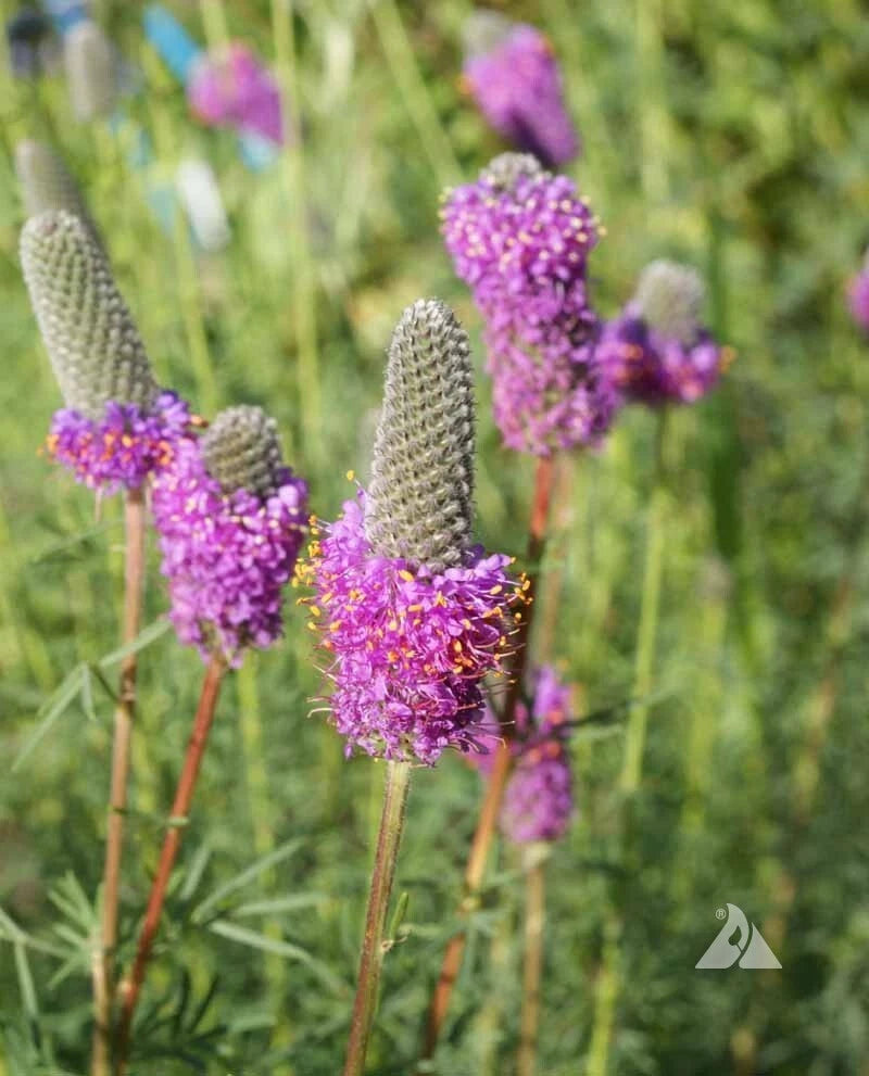 Clover PURPLE PRAIRIE Legume Honey Bees Pollinators PERENNIAL Seeds heirloom non-gmo seeds