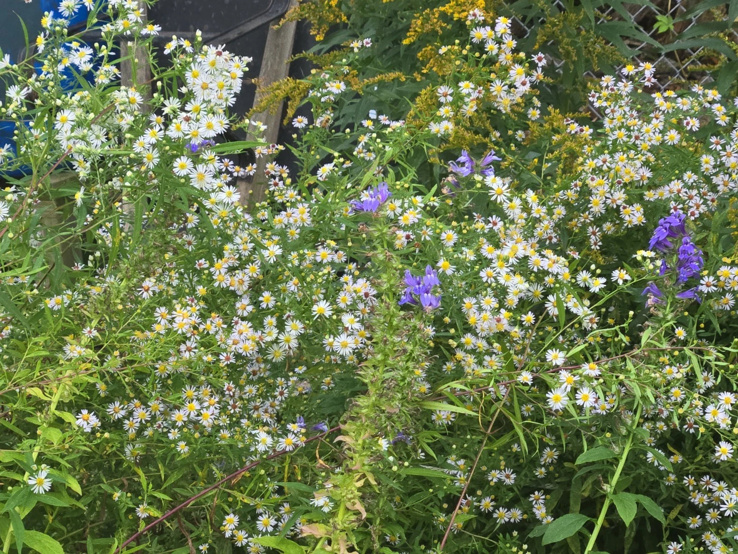 teasp Panicled Aster Seeds NATIVE Symphyotrichum lanceolatum Native US Plant – Heirloom, Non-GMO, High Germination Organic Garden Seeds