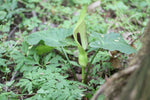 ARUM MACULATUM Seeds Lords and Ladies shipping heirloom non-gmo seeds