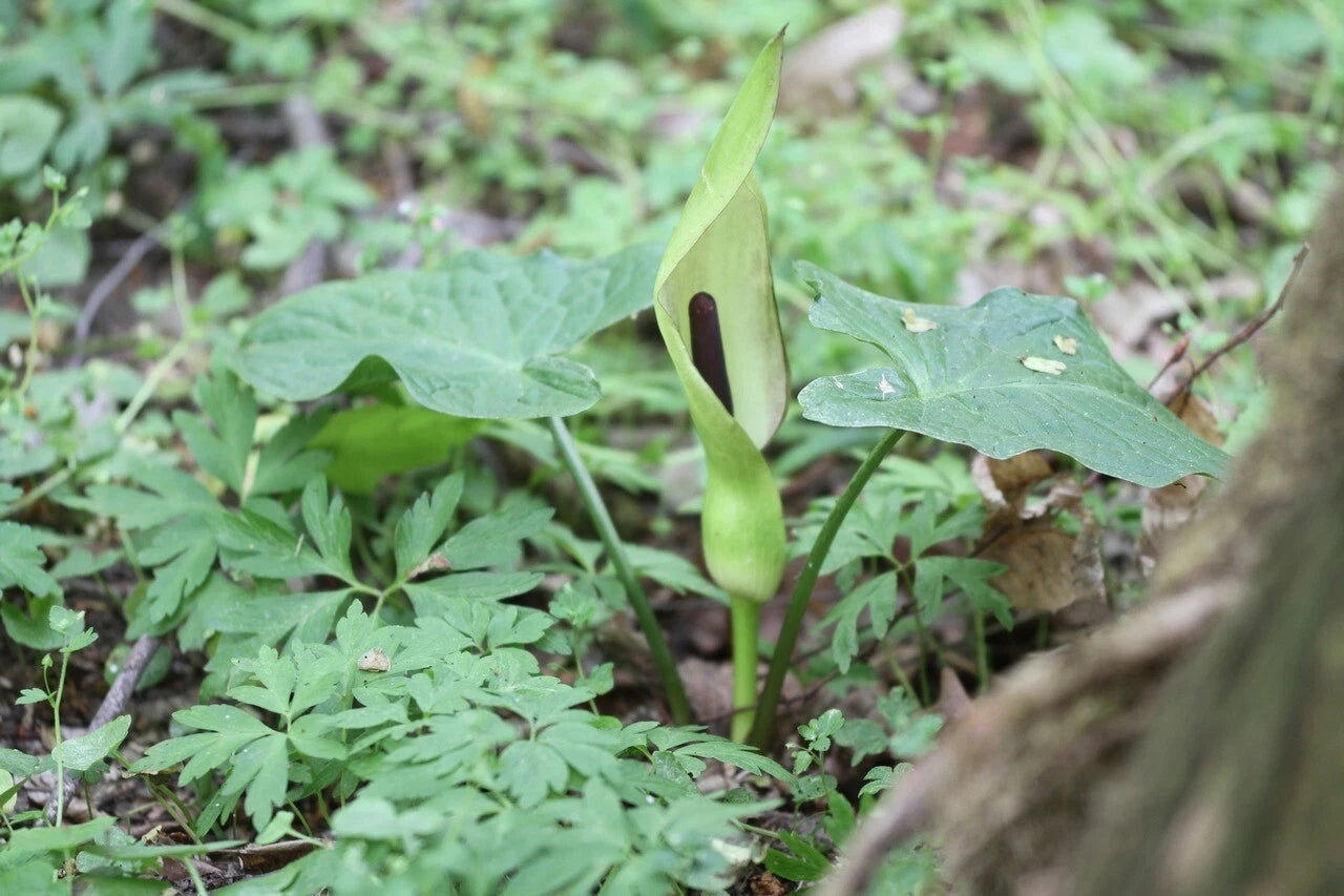 ARUM MACULATUM Seeds Lords and Ladies shipping heirloom non-gmo seeds