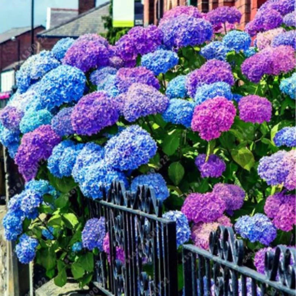 EXOTIC RARE HYDRANGEA SEEDS for garden flower beds plant bush SELLER USPS – Heirloom, Non-GMO, High Germination Organic Garden Seeds