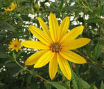 Sunchoke - Jerusalem Artichoke small RED Fuseau SEED Tubers heirloom non-gmo seeds