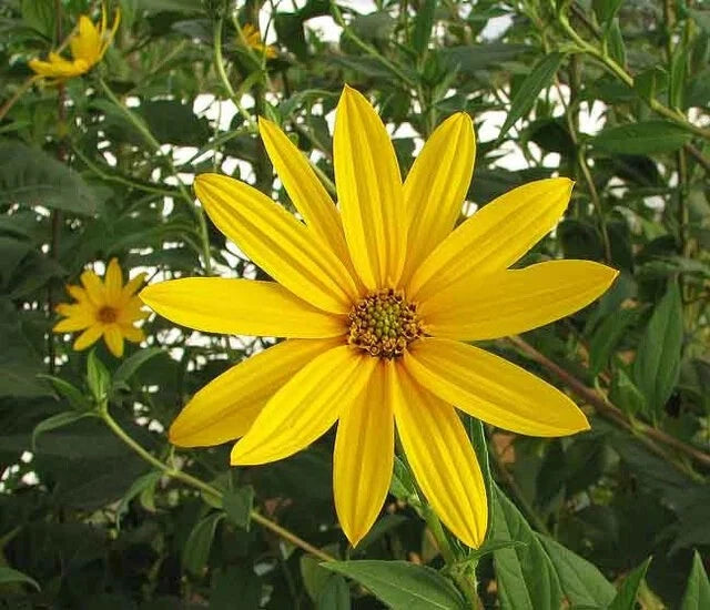Sunchoke - Jerusalem Artichoke small RED Fuseau SEED Tubers heirloom non-gmo seeds