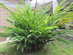 Elettaria cardamomum Cardamom Seeds heirloom non-gmo seeds