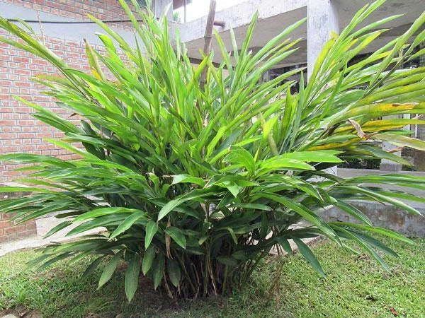 Elettaria cardamomum Cardamom Seeds heirloom non-gmo seeds