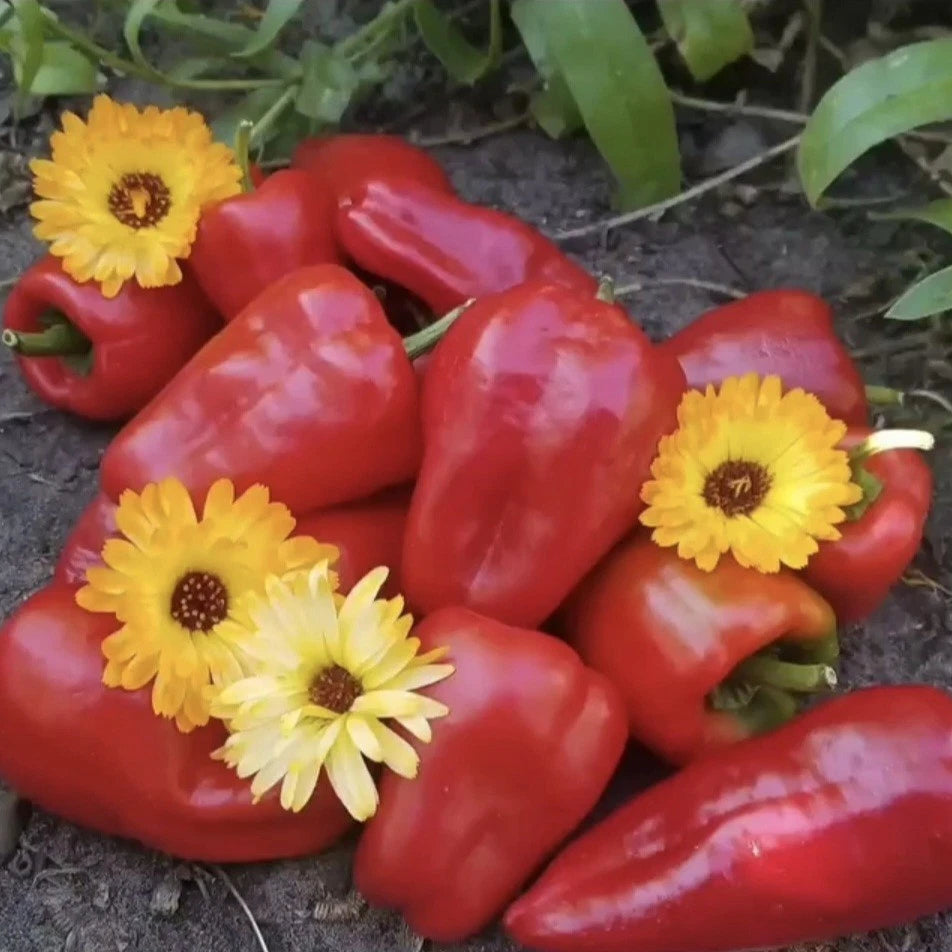 Leutschauer Paprika Pepper Seeds Seeds Shipping heirloom non-GMO seeds