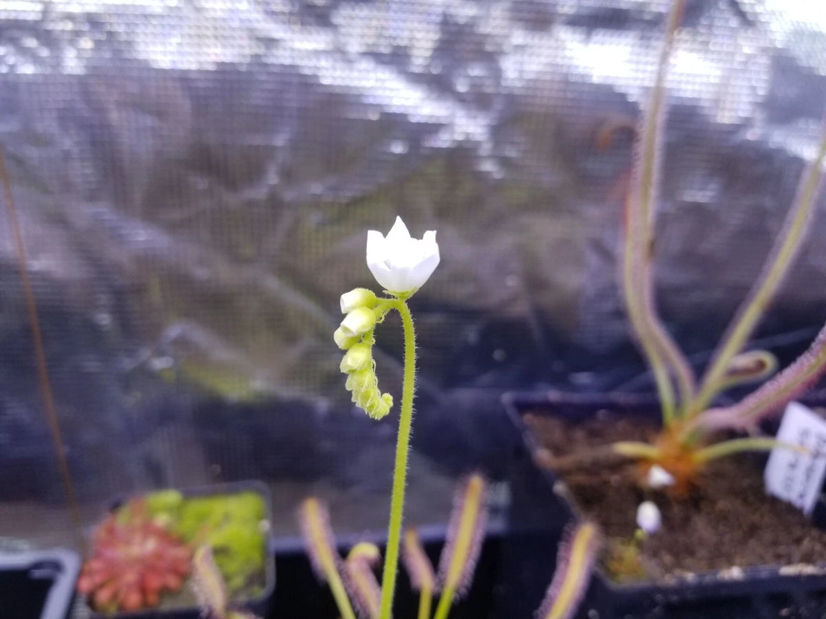 Drosera capensis alba Seeds - Carnivorous Sundew Plant - Easy for beginners – Heirloom, Non-GMO, High Germination Organic Garden Seeds