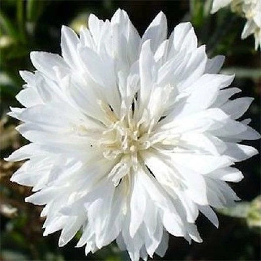 Cornflower Bachelor Button TALL WHITE Sun Shade Seeds heirloom non-gmo seeds