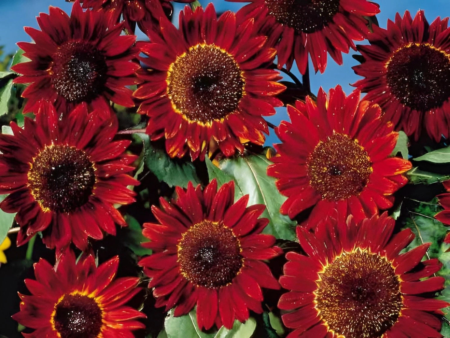 Red Sun Sunflower Seeds Deep Red to Scarlet Red Blooms - Stunning Reds – Heirloom, Non-GMO, High Germination Organic Garden Seeds