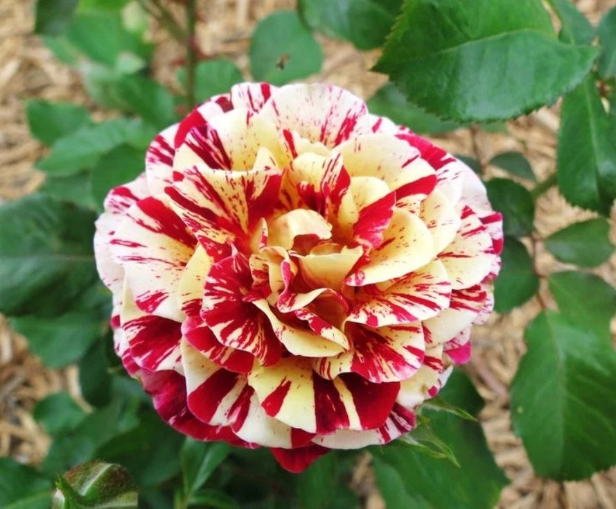 George Burns Floribunda Rose Seeds - Seeds - Rose Flower Gardening heirloom non-GMO seeds