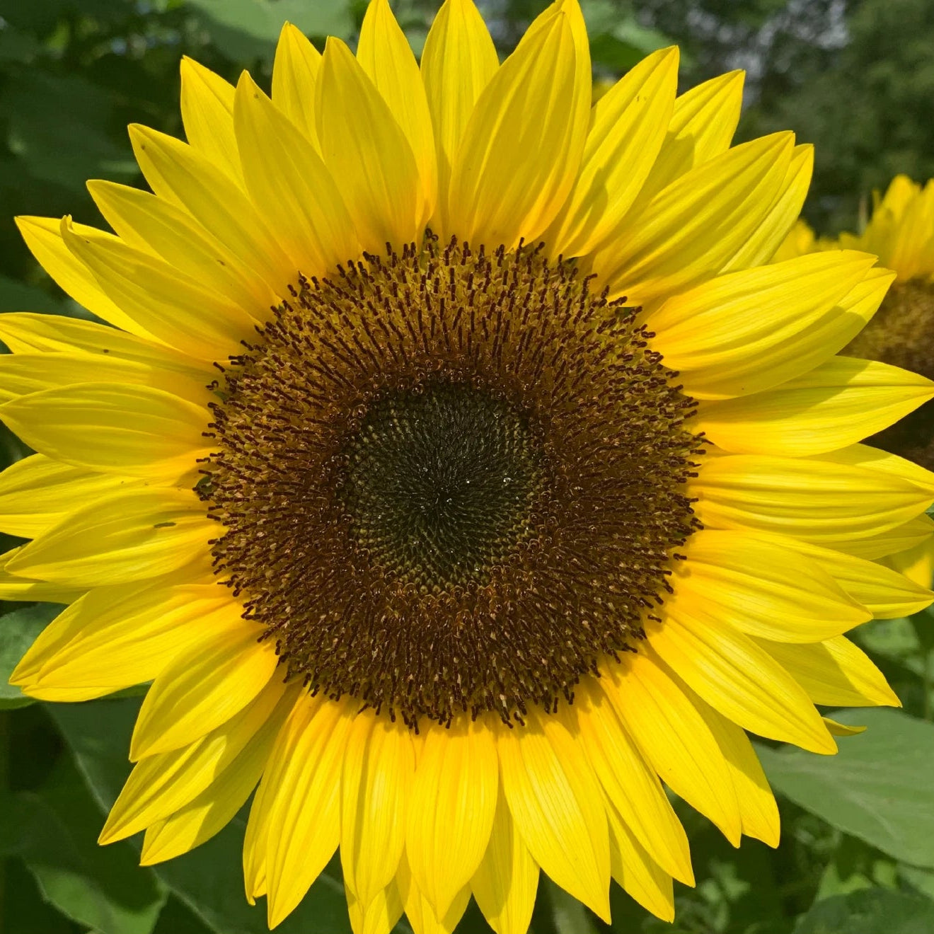Dwarf Sunspot Sunflower Seeds Bee & Bird Attractor Genuine Helianthus annuus heirloom non-GMO seeds