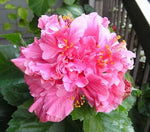 Double Bright Pink Hibiscus Seeds Flowers Flower Seed Perennial Bloom heirloom non-gmo seeds