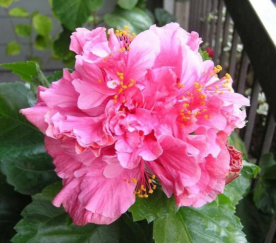 Double Bright Pink Hibiscus Seeds Flowers Flower Seed Perennial Bloom heirloom non-gmo seeds