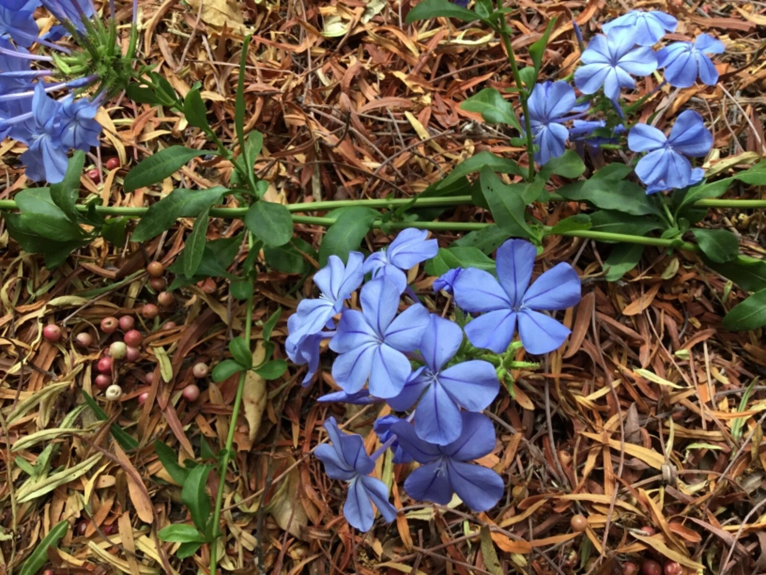 Cape Plumbago Sky Blue seeds pkt of – Heirloom, Non-GMO, High Germination Organic Garden Seeds