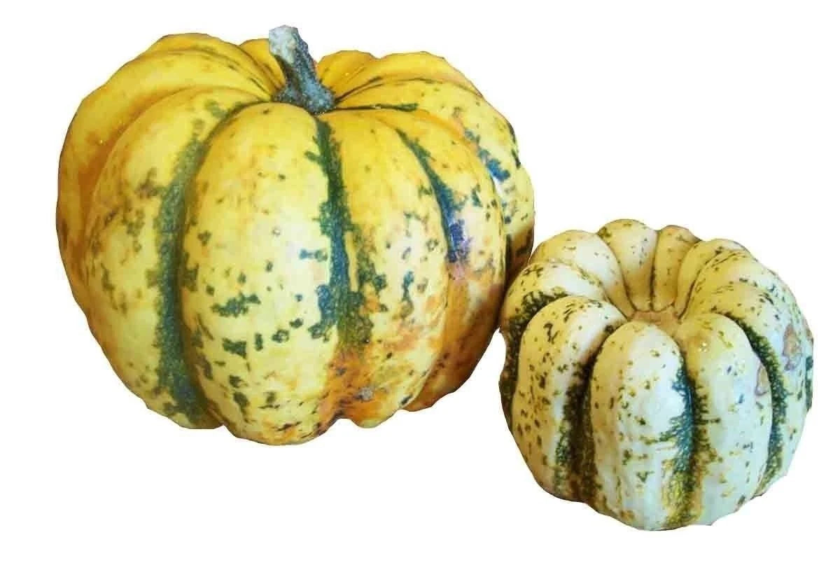 SWEET SQUASH SPRING VEGETABLE TASTY SEEDS PUMPKIN TASTY – Heirloom, Non-GMO, High Germination Organic Garden Seeds