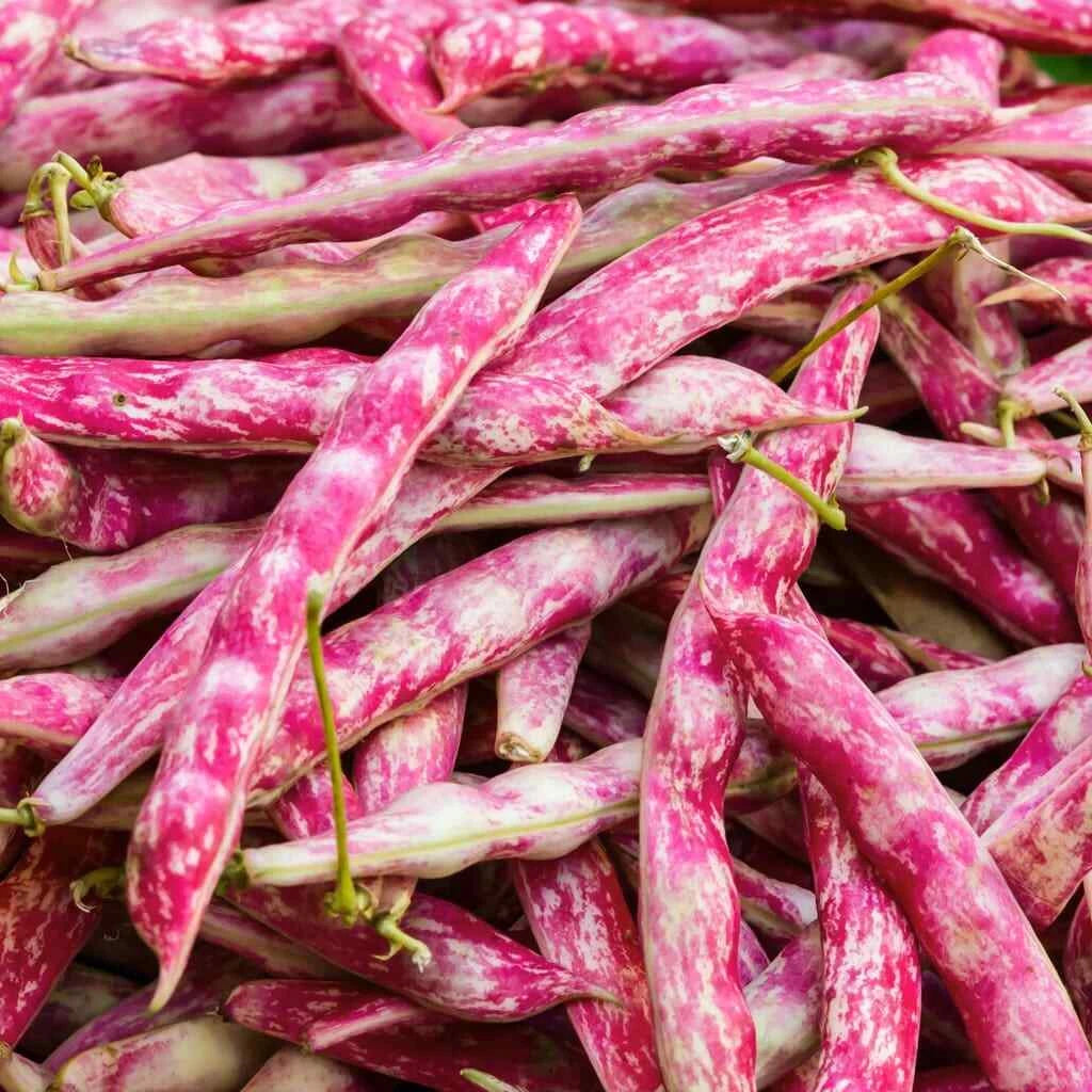 BULK Pink Cranberry Bean Seeds Dwarf Horticultural Taylor Borlotti Pinto heirloom non-gmo seeds