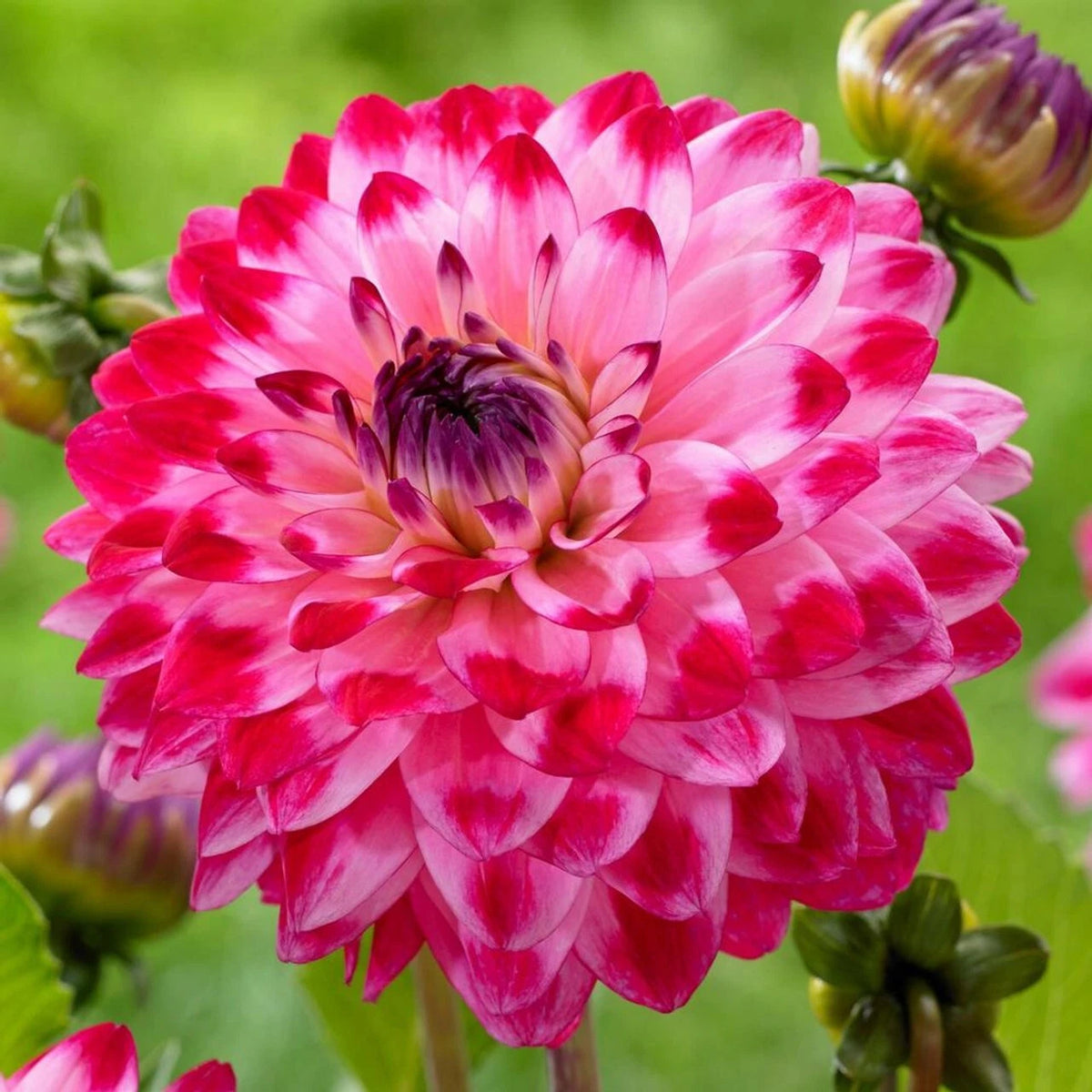 Seniors Dream Dahlia Perennial Flowers Seeds Flowering Bloom US SELL heirloom non-gmo seeds