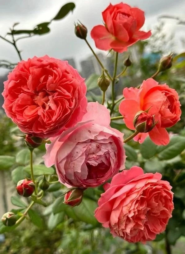 Summer Fireworks Rose Seeds Pack Seeds Rose Flower Gardening Seeds – Heirloom, Non-GMO, High Germination Organic Garden Seeds