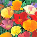 CALIFORNIA POPPY MIX Native Wildflower Seeds Flower Garden Patio Container Various Wildflower Species heirloom non-gmo seeds