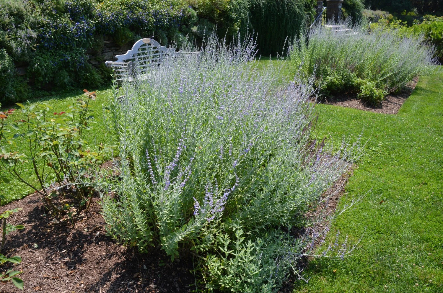 Sage Seeds Repels Mosquito Deer Herb Autumn Perennial – Heirloom, Non-GMO, High Germination Organic Garden Seeds