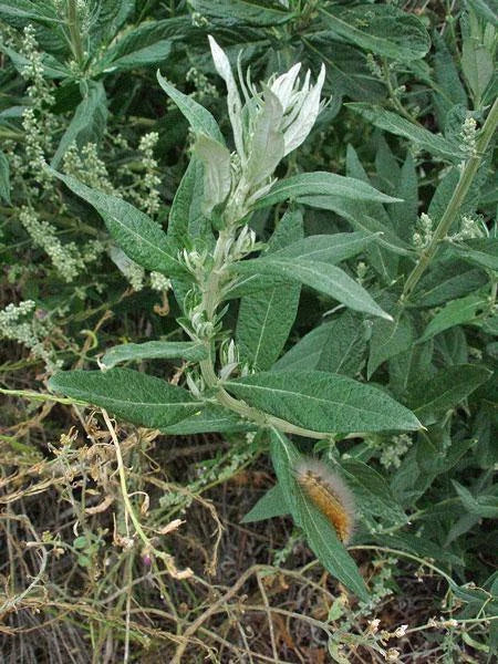 Artemisia douglasiana California Mugwort Seeds heirloom non-gmo seeds