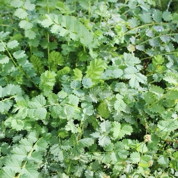 SMALL BURNET SEEDS Sanguisorba minor - Salad Burnet Herb Flower Forage – Heirloom, Non-GMO, High Germination Organic Garden Seeds