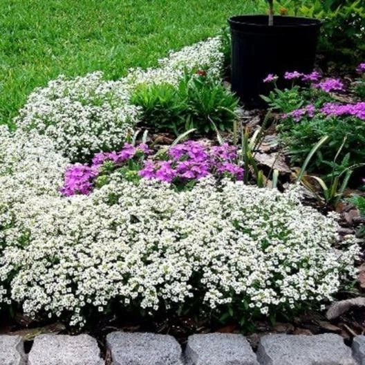 Alyssum Sweet CARPET OF SNOW Perennial White Seeds – Heirloom, Non-GMO, High Germination Organic Garden Seeds