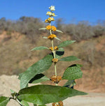 Buddleja tucumanensis Seeds – Heirloom, Non-GMO