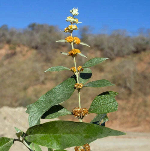 Buddleja tucumanensis Seeds – Heirloom, Non-GMO